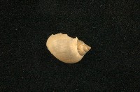 藏品(小椎實螺)的圖片